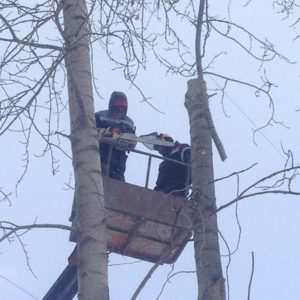 Felling hazardous trees