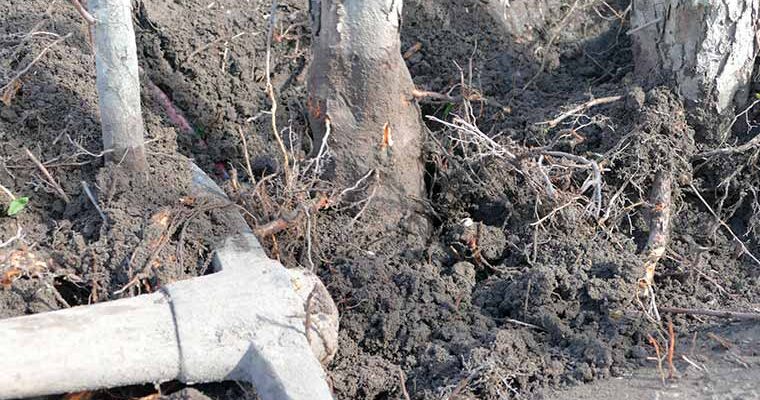 Clearing of bushes