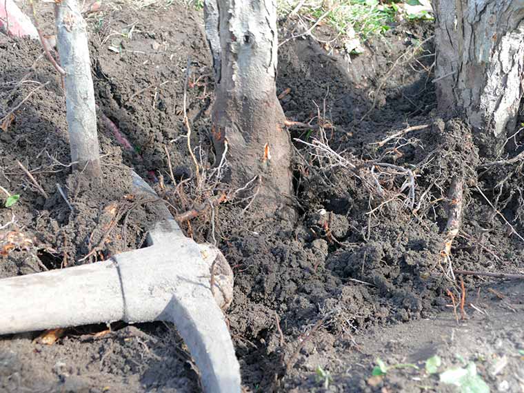 Clearing of shrubs