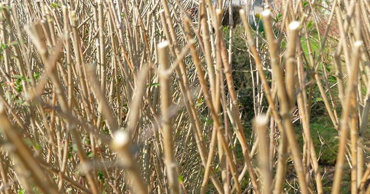 Pruning shrubs