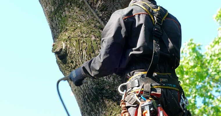 Cutting Down Dangerous Trees