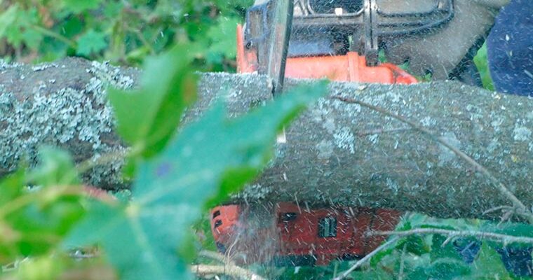 Felling of hazardous trees