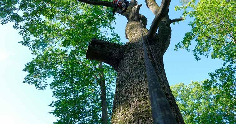 Felling Hazardous Trees