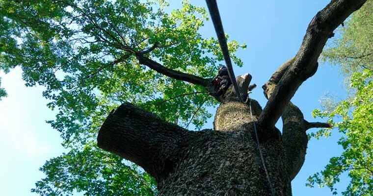 Felling Dangerous Trees