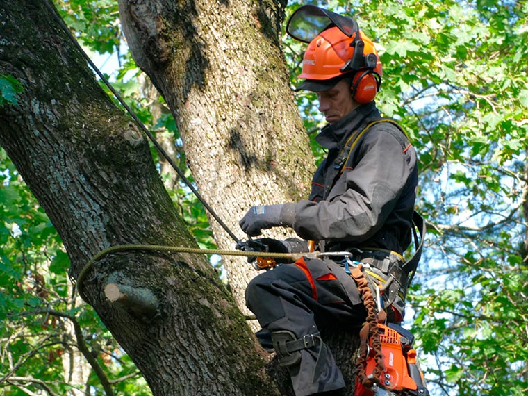 Felling dangerous trees