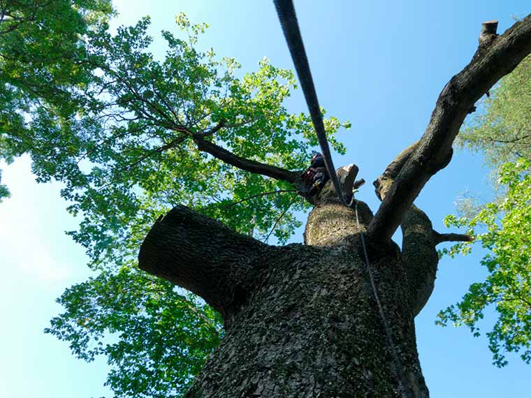 Felling of dangerous trees