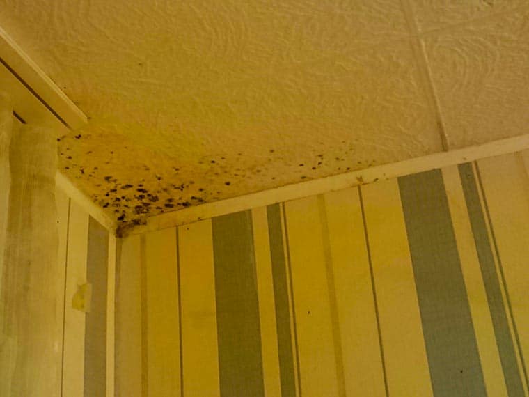 How to Get Rid of Mold in Your Apartment or House?